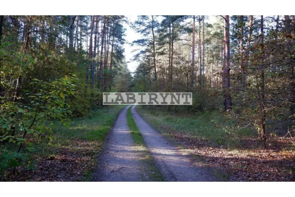 Radomszczański, Ładzice, Jankowice, Urokliwa działka leśna nad Wartą, 1 ha, szer. 36m