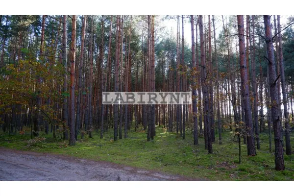 Radomszczański, Ładzice, Jankowice, Urokliwa działka leśna nad Wartą, 1 ha, szer. 36m