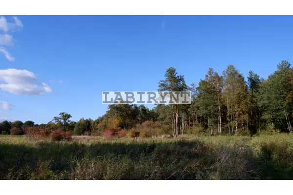 Radomszczański, Ładzice, Jankowice, Urokliwa działka leśna nad Wartą, 1 ha, szer. 36m